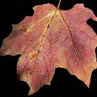 Wet leaf