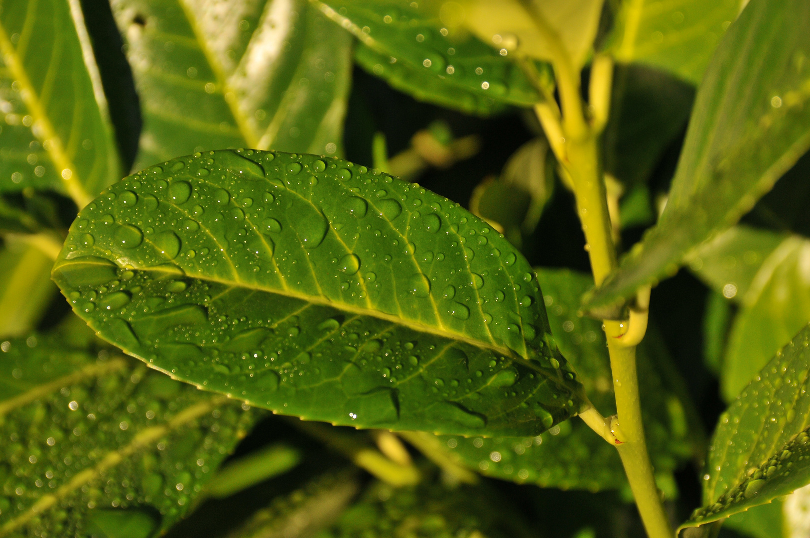 Wet Leaf