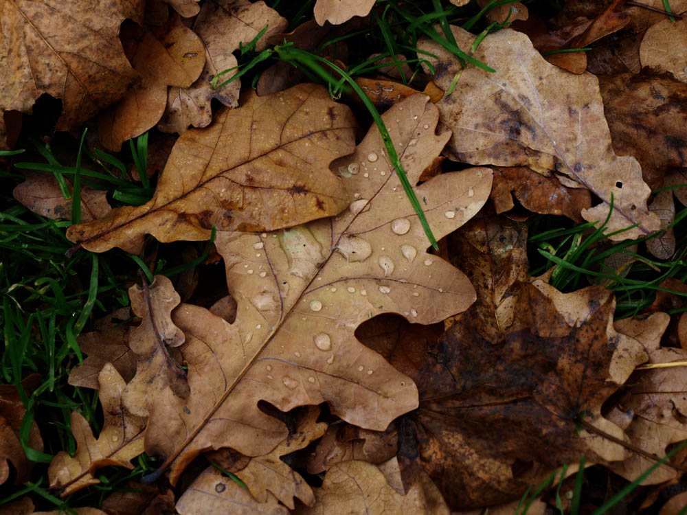 Wet Leaf