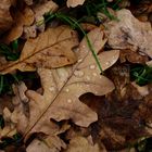 Wet Leaf