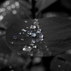 Wet Leaf with sparkle