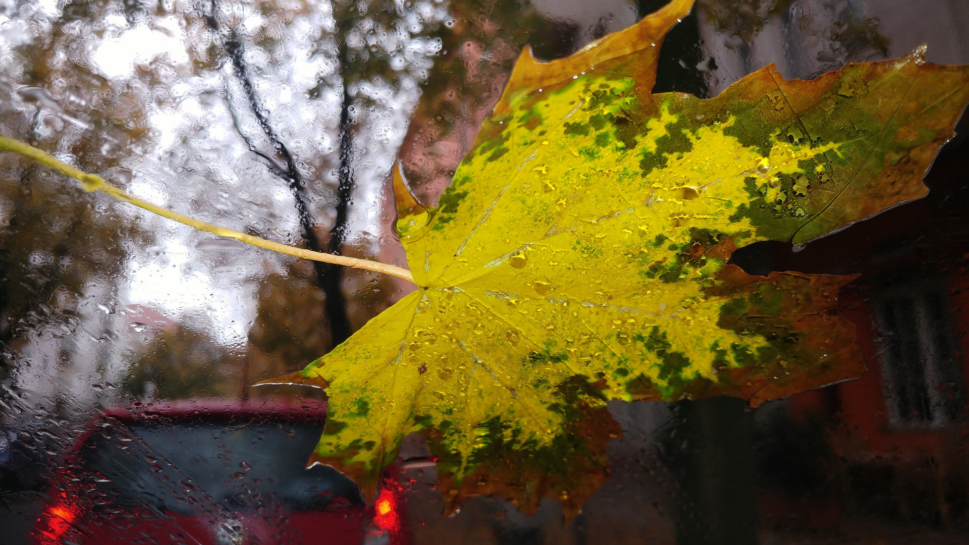 wet leaf_20161026_090918(2)