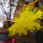 wet leaf_20161026_090918(2)