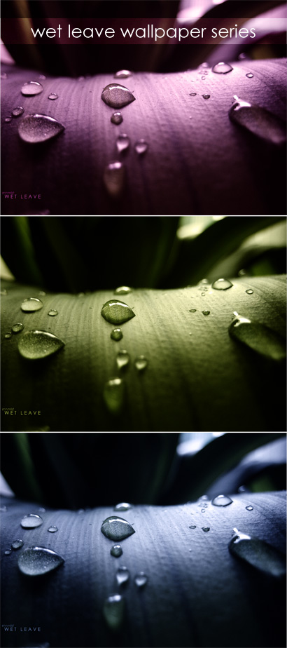 wet leave wp series