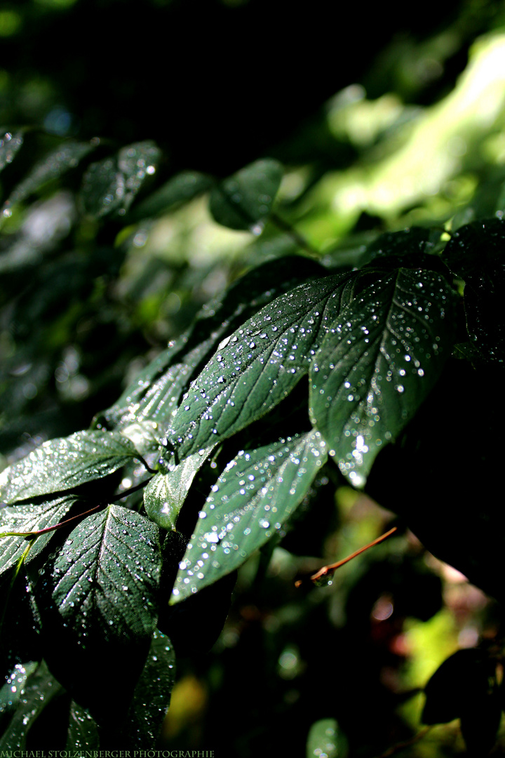 wet leaves