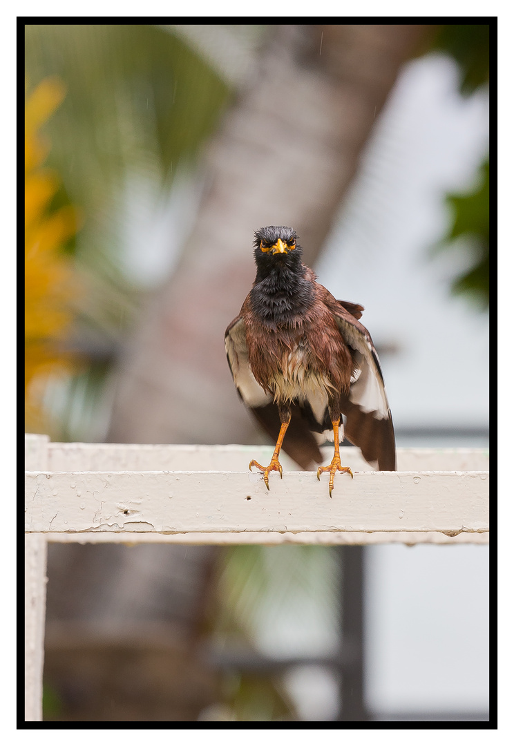 Wet Myna bird on Fiji Islands