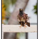 Wet Myna bird on Fiji Islands