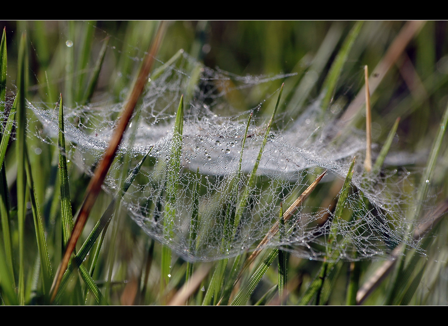 Wet net