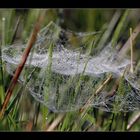 Wet net