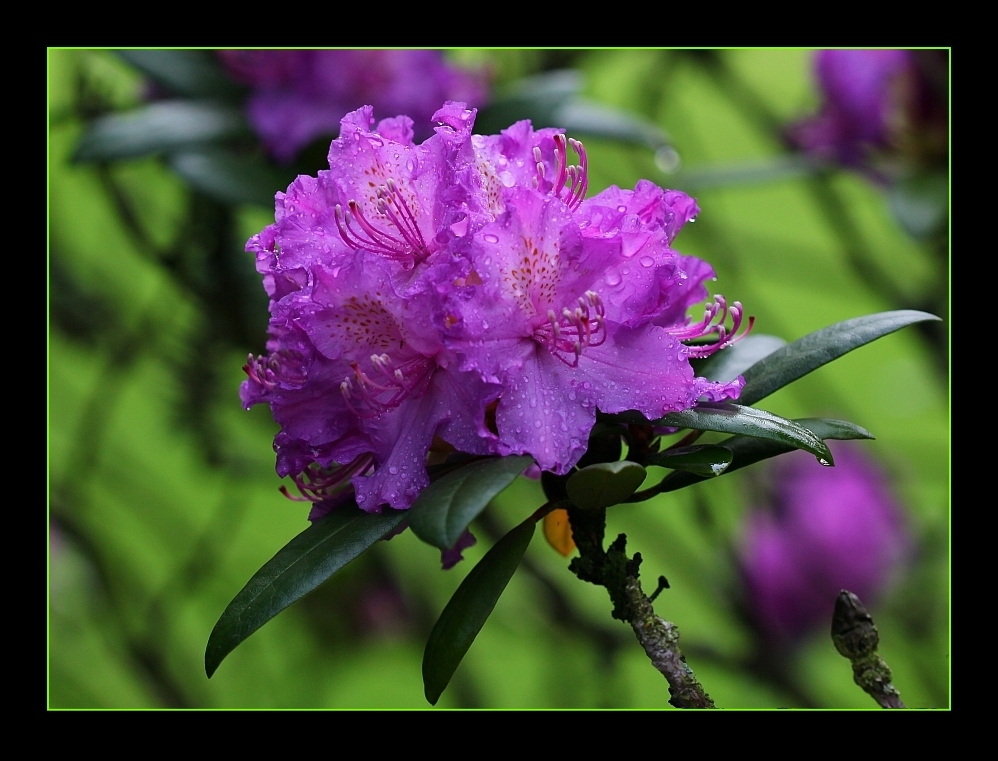 ... wet on pink ...