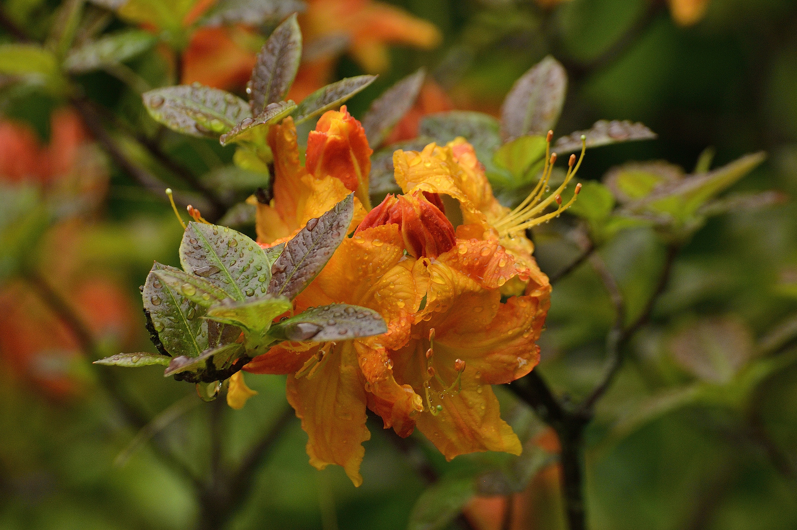 wet & orange