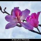 Wet Orchid Tree Bough