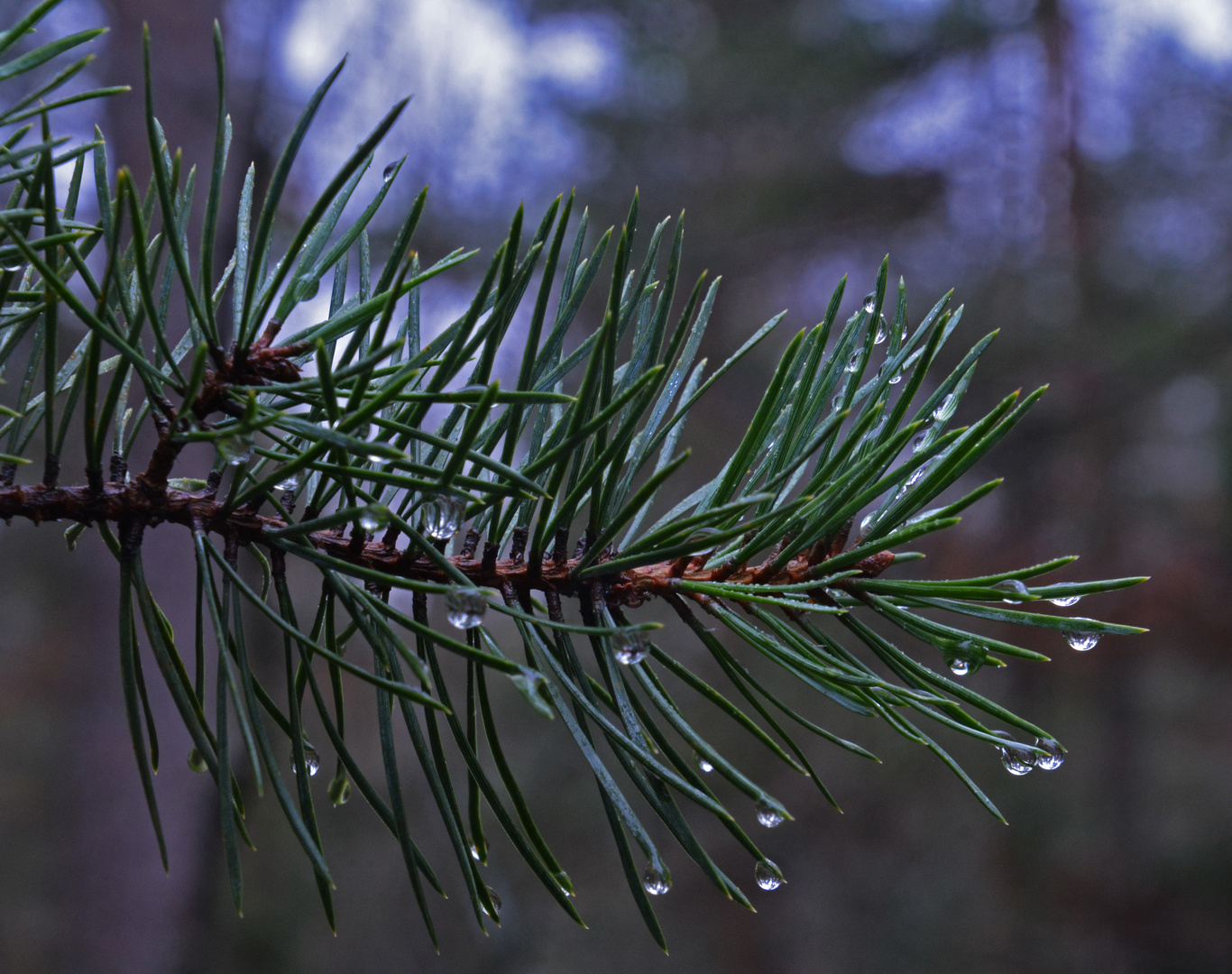 wet pine