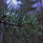 wet pine