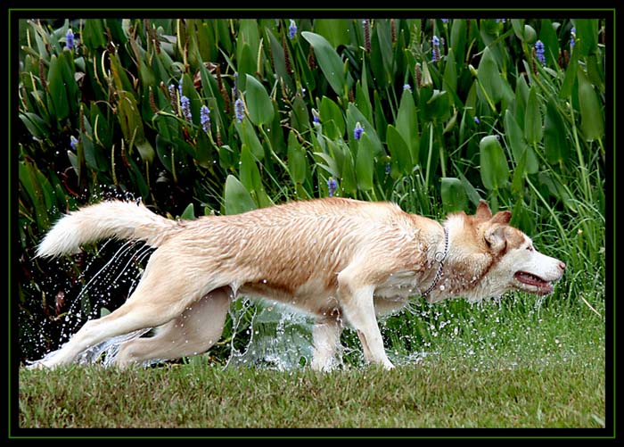 wet pooch