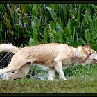 wet pooch