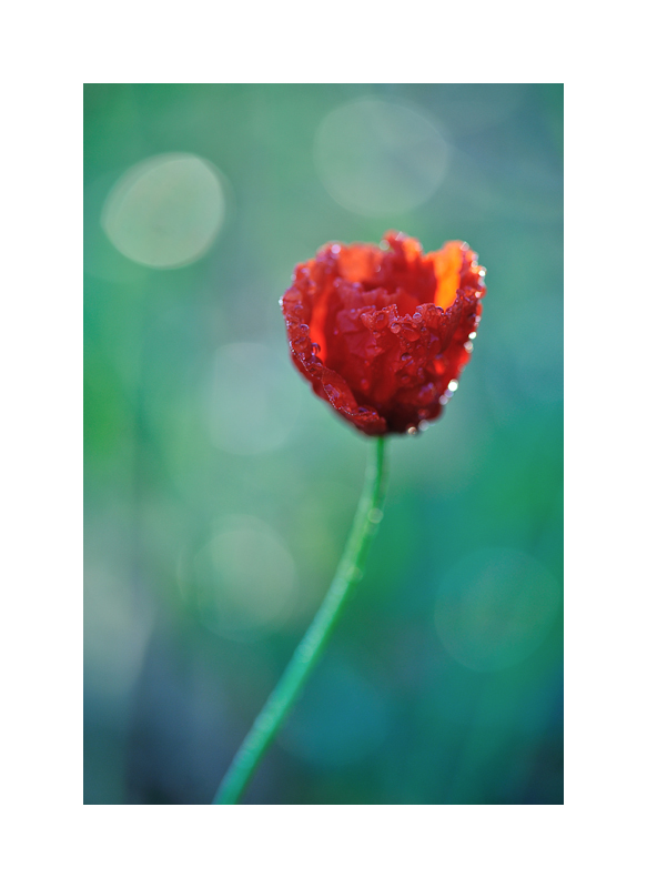 wet poppy 2