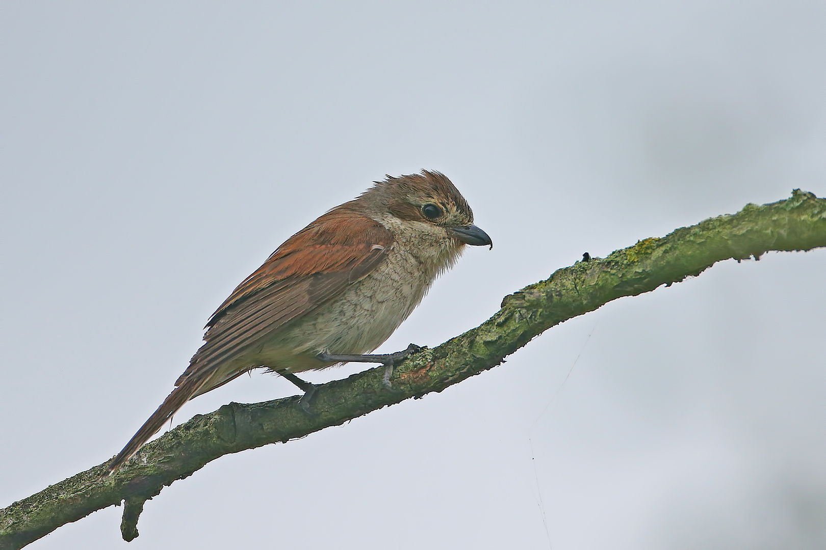 Wet red-backed shrike in the rain 1