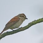 Wet red-backed shrike in the rain 1