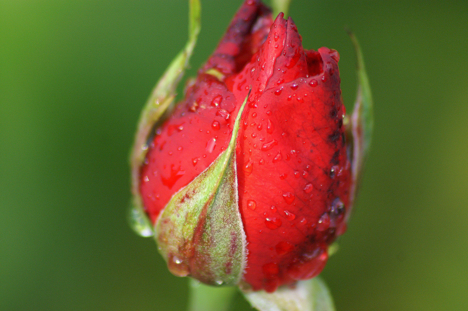 Wet Rose