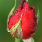 Wet Rose