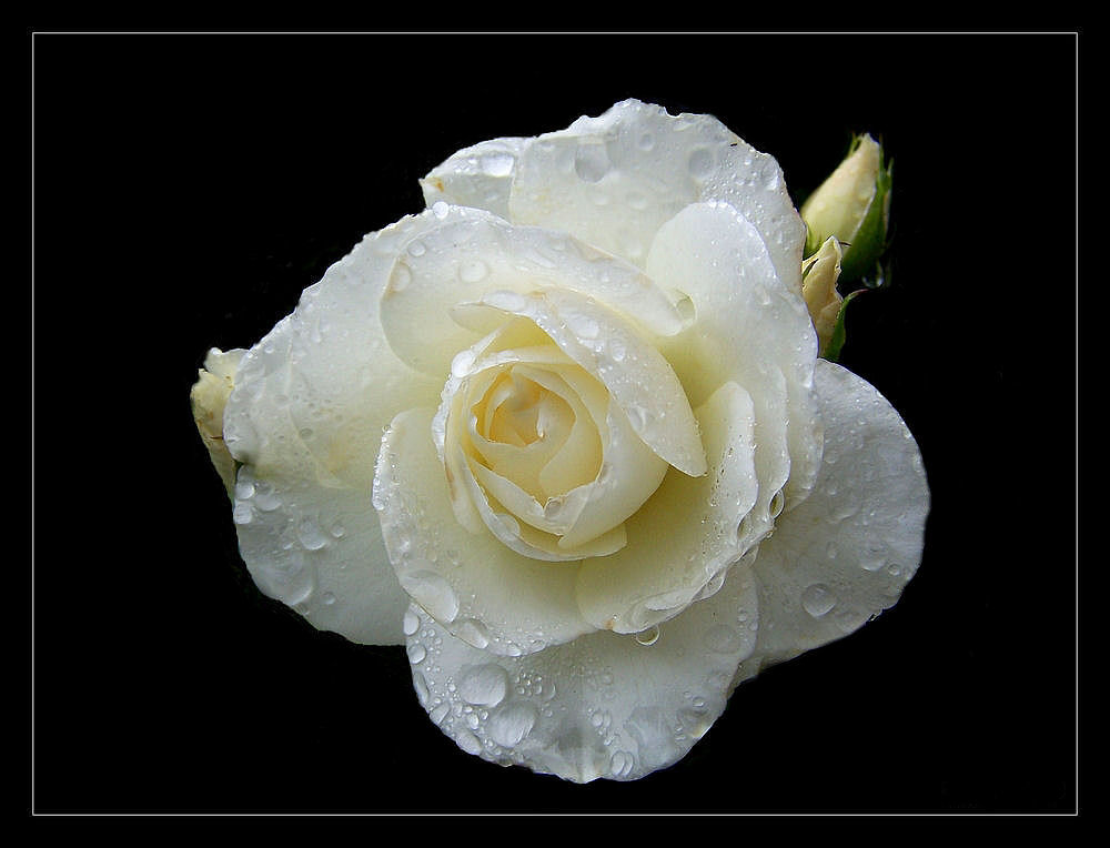 Wet Rose