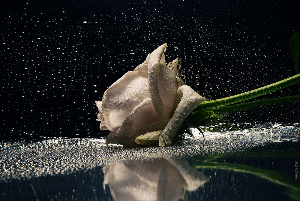 Wet Rose