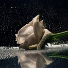 Wet Rose