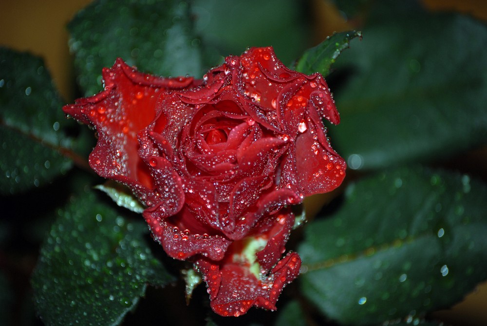 wet rose