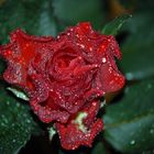 wet rose