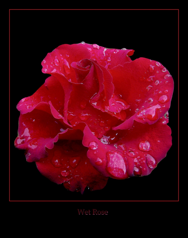 Wet Rose II