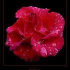 Wet Rose II