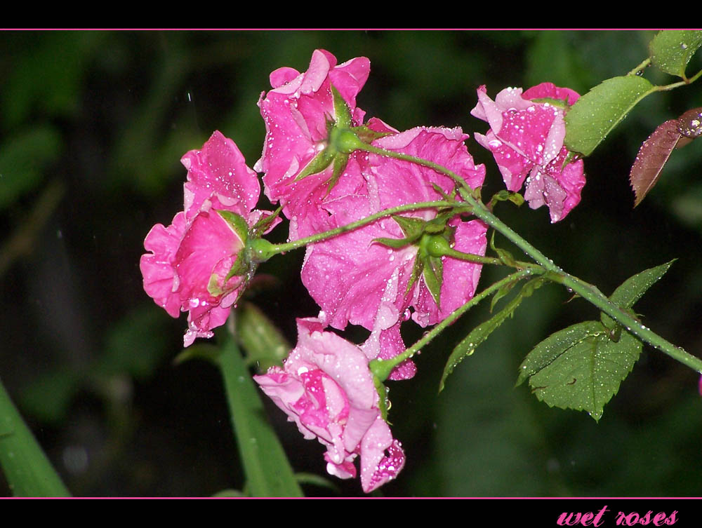 wet roses