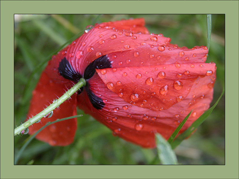 Wet silk