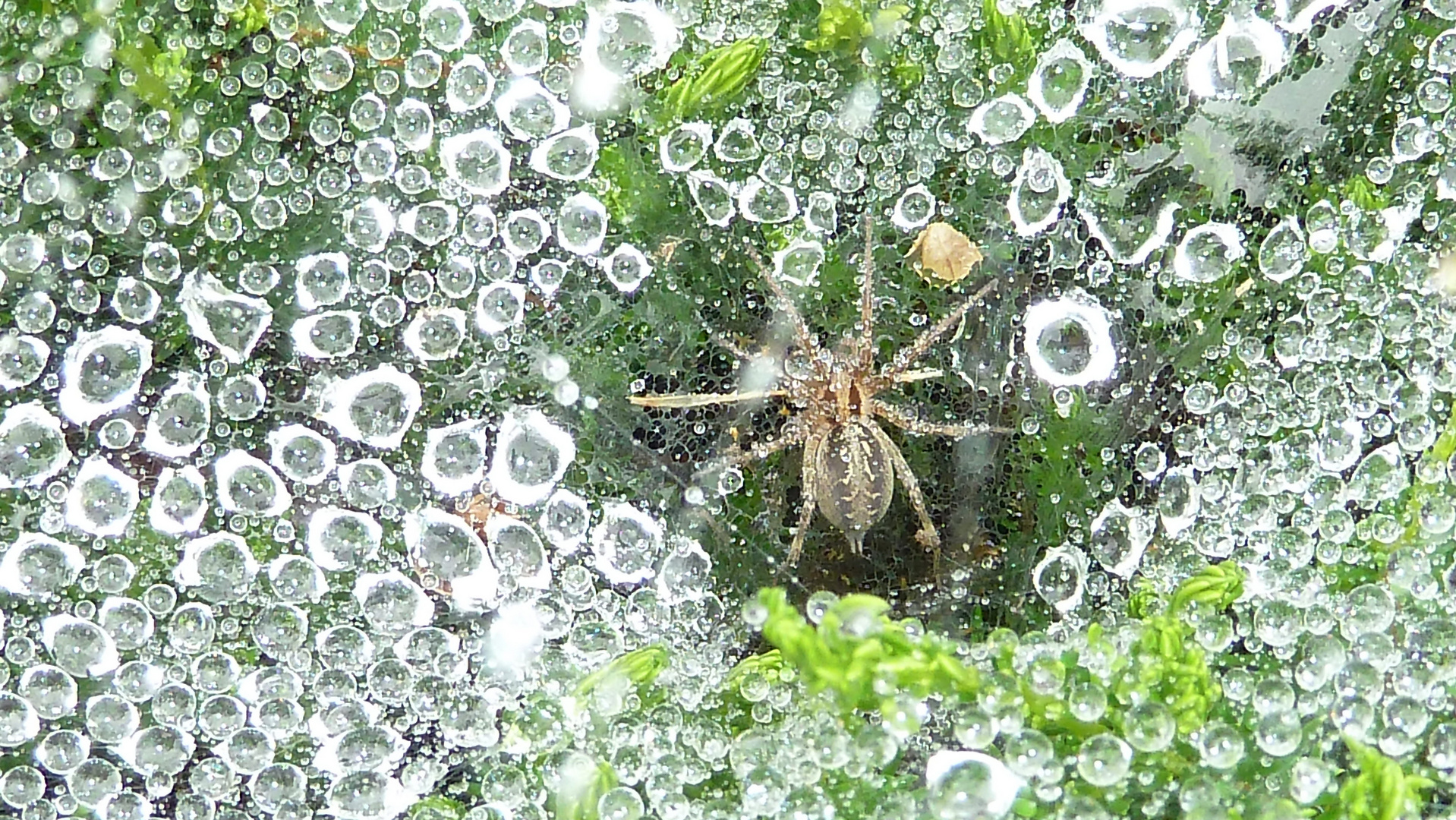 wet Spider 1