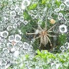 wet Spider 1