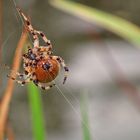 Wet Spider