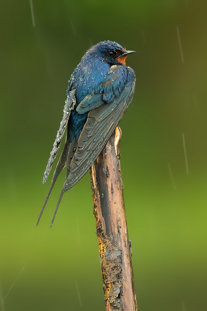 Wet Swallow