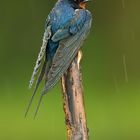 Wet Swallow