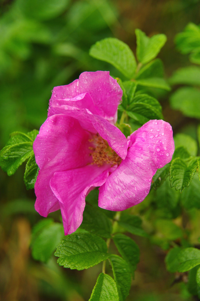 wet tenderness