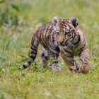 wet tiger cub