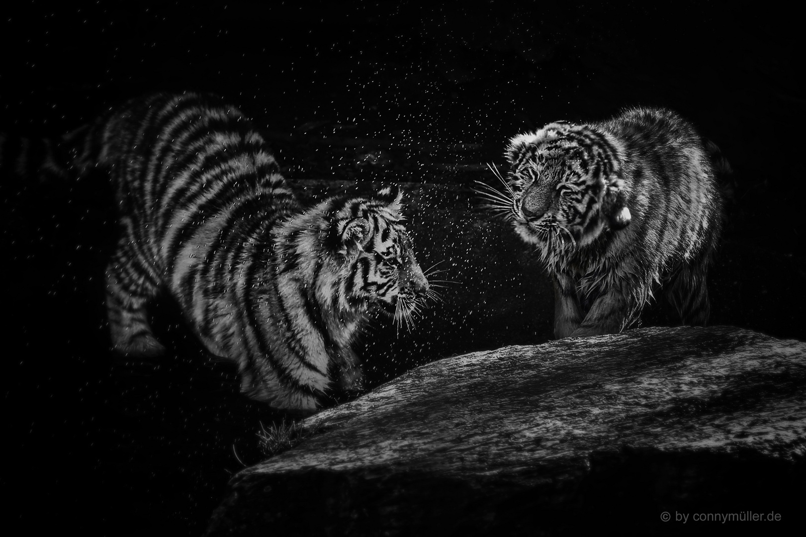 Wet Tigers