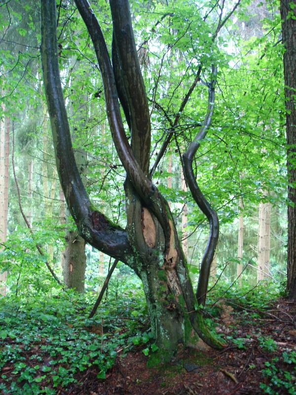 wet tree