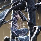 Wet Web on a Sculpture