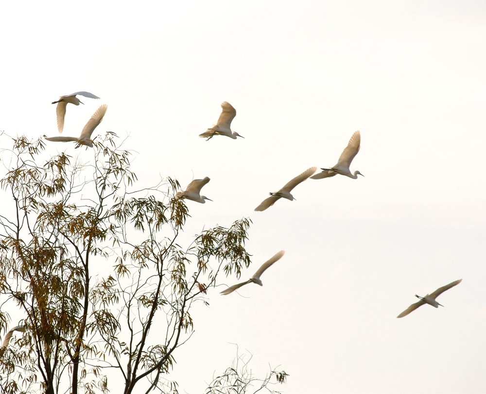 weterbirds