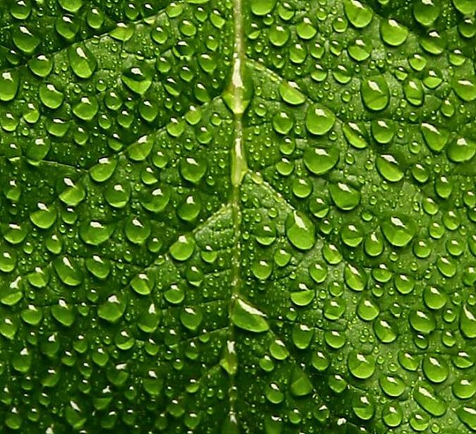 wetgreendropsonleaf (2)