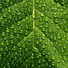 wetgreendropsonleaf (2)