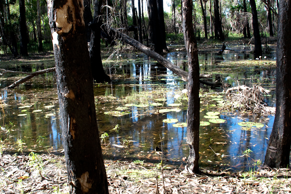 Wetland