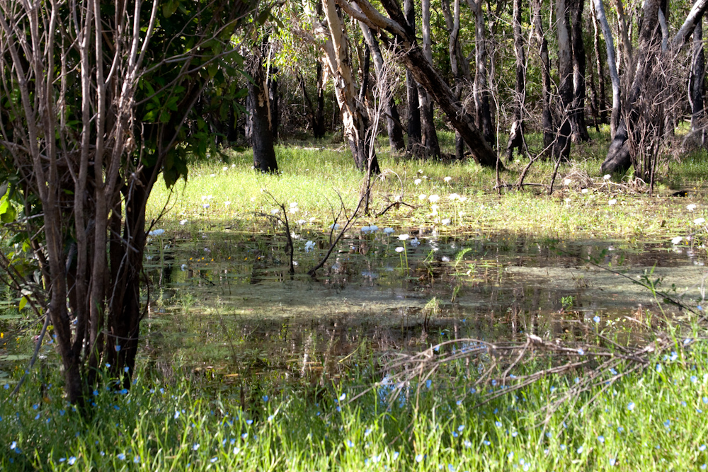 Wetland 2