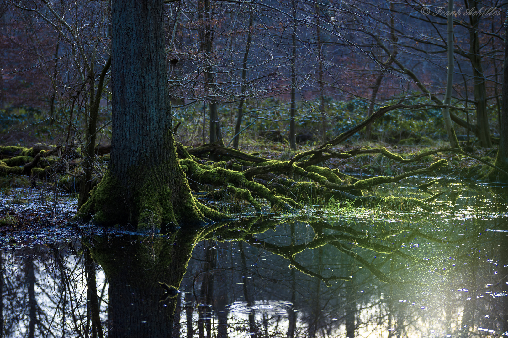 Wetland